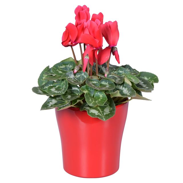 Picture of Cyclamen red in red ceramic