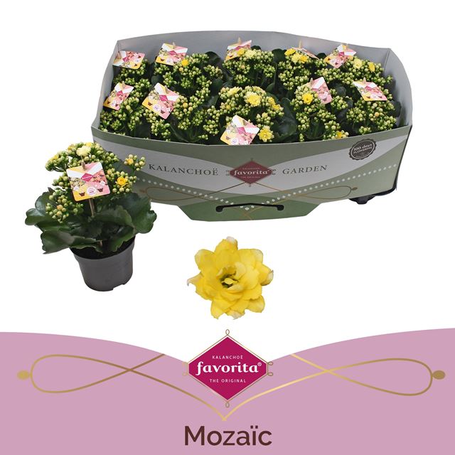 Picture of Kalanchoe mozaic