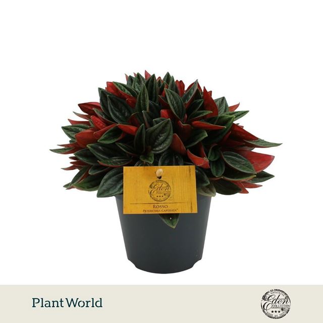 Picture of Peperomia caperata rosso