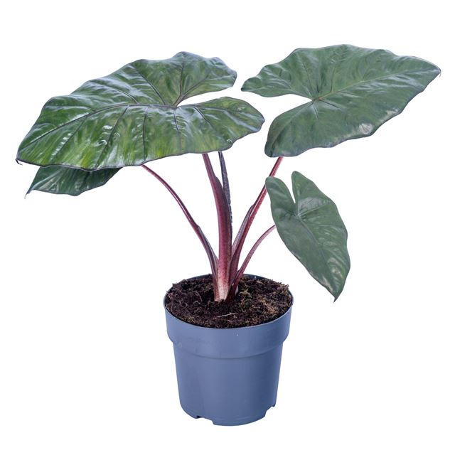 Picture of Alocasia yucatan princess