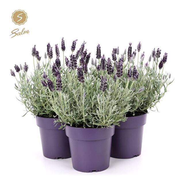 Picture of Lavandula stoechas silver anouk