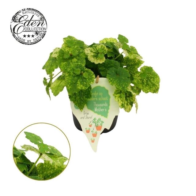 Picture of Tolmiea menziesii