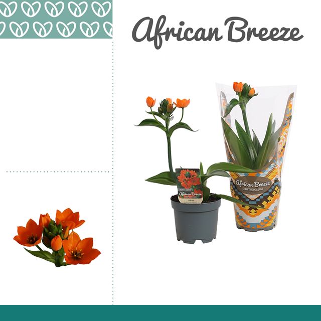 Picture of ORNITHOGALUM DUBIUM ORANGE