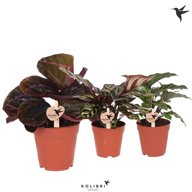 Picture of CALATHEA MIX