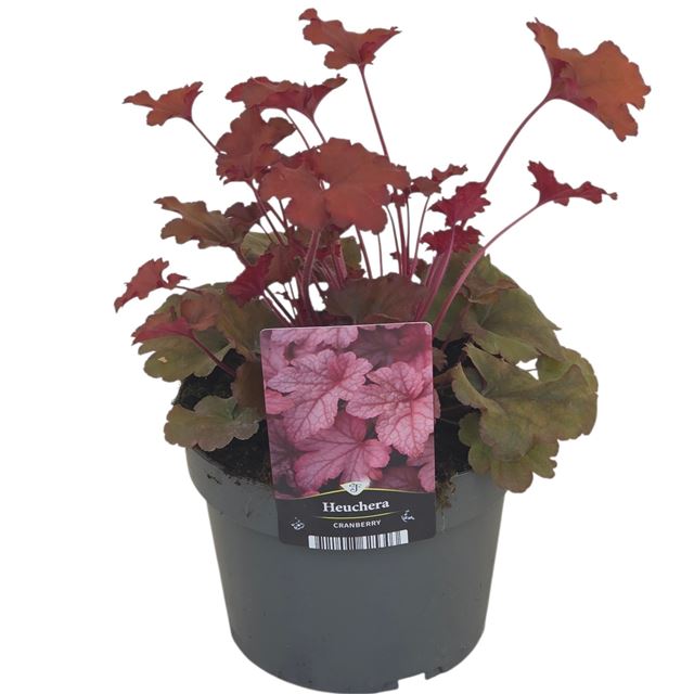 Picture of Heuchera cranberry