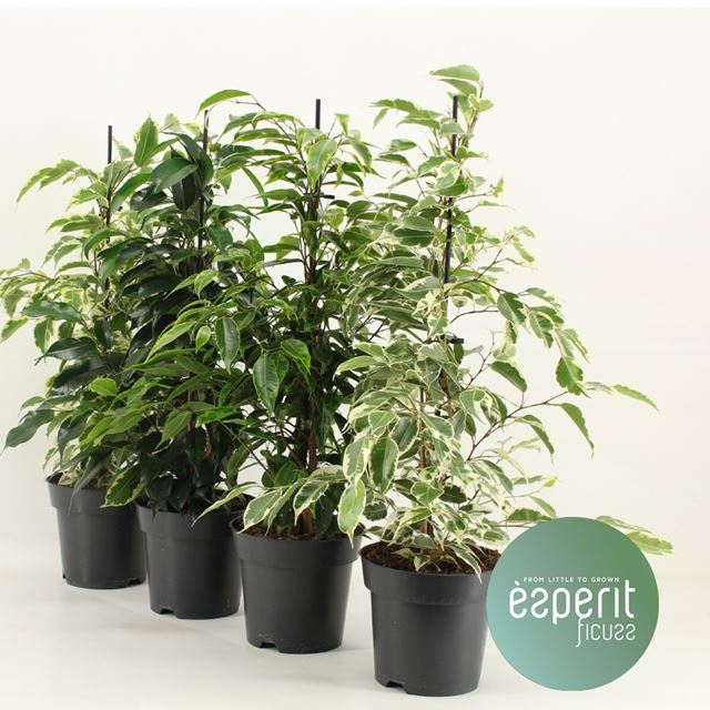 Picture of FICUS BENJAMINA ROYAL SELECTION