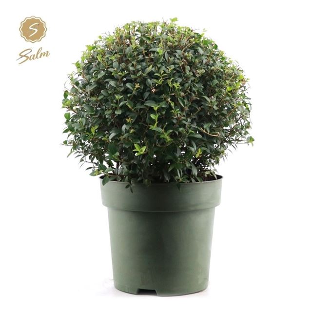 Picture of Osmanthus burkwoodii ball 45cm