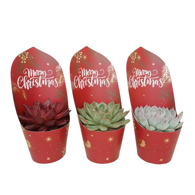 Picture of ECHEVERIA MIX + XMAS COVER