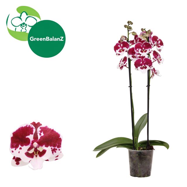 Picture of Phalaenopsis 02-stem untold stories