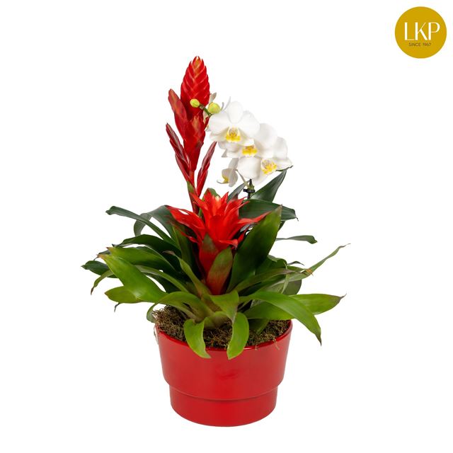 Picture of BROMELIA + PHALAENOPSIS IN KERAMIEK