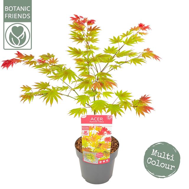 Picture of ACER SHIRASAWANUM MOONRISE