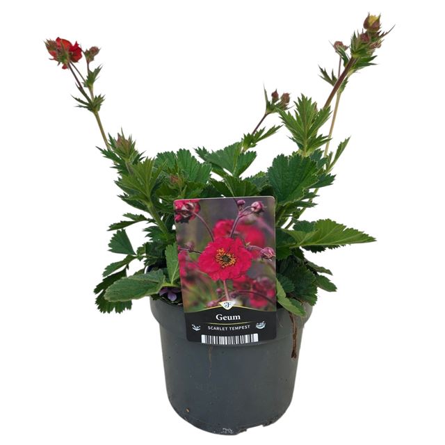Picture of Geum tempest scarlet