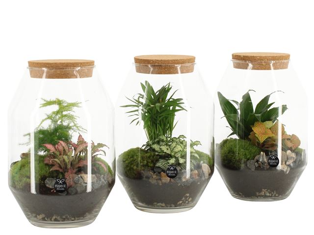 Picture of TERRARIUM