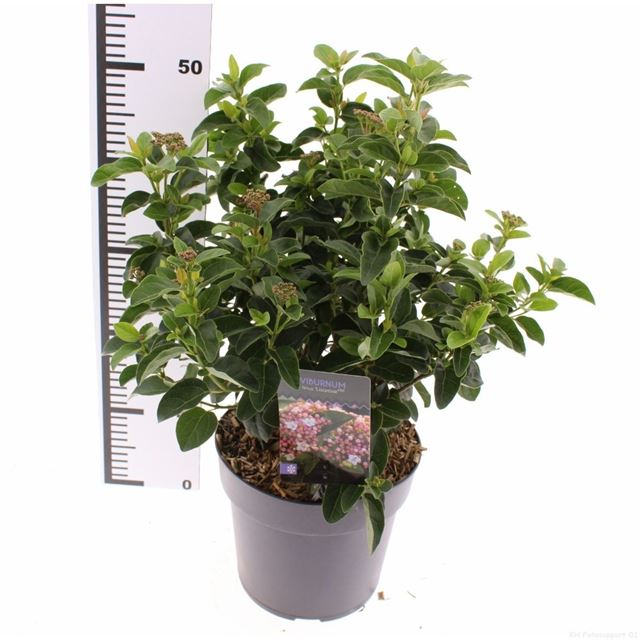 Picture of Viburnum tinus lisarose
