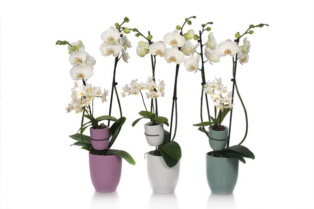 Picture of PHALAENOPSIS 02-ST WHITE & 02-ST MINI IN CERAMIC