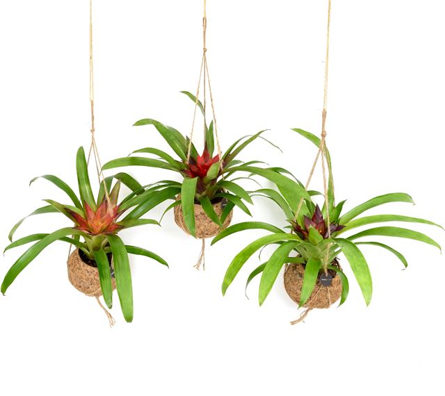 Picture of KOKODAMA BROMELIA MIX