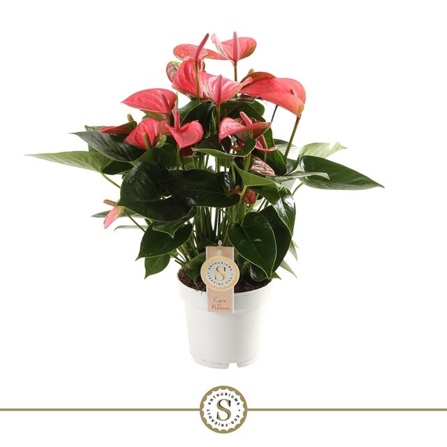 Picture of ANTHURIUM ANDREANUM CHAMPION PINK