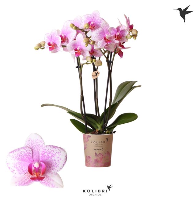 Picture of PHALAENOPSIS 03-STEM ROTTERDAM