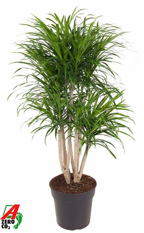 Picture of Dracaena reflexa anita variegata branched