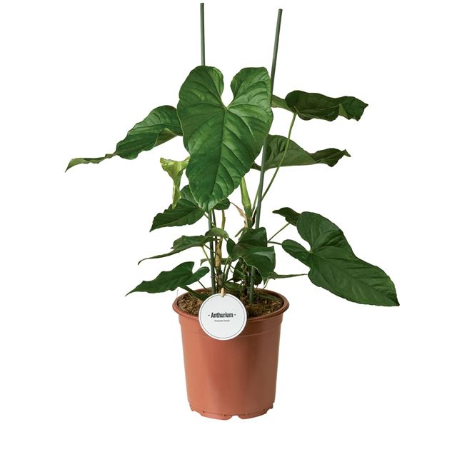 Picture of Anthurium balaoanum