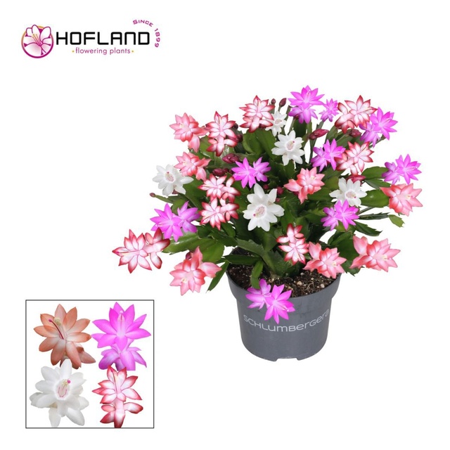 Picture of Schlumbergera quattrolore