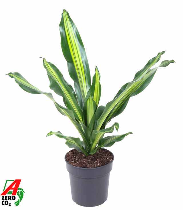 Picture of DRACAENA FRAGRANS BURLEY