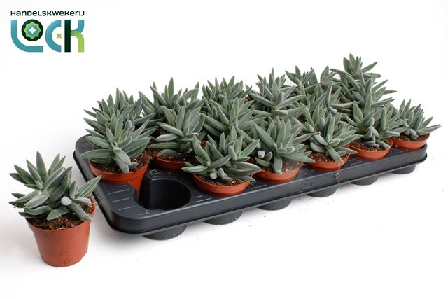 Picture of CRASSULA SILVER