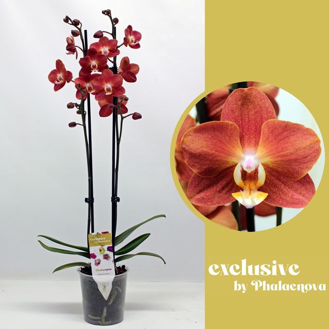 Picture of PHALAENOPSIS 02-STEM  HORIZON