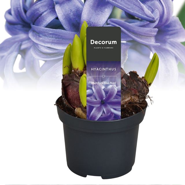 Picture of Hyacinthus multiflora blue