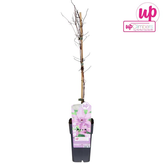 Picture of Clematis hagley hibrid