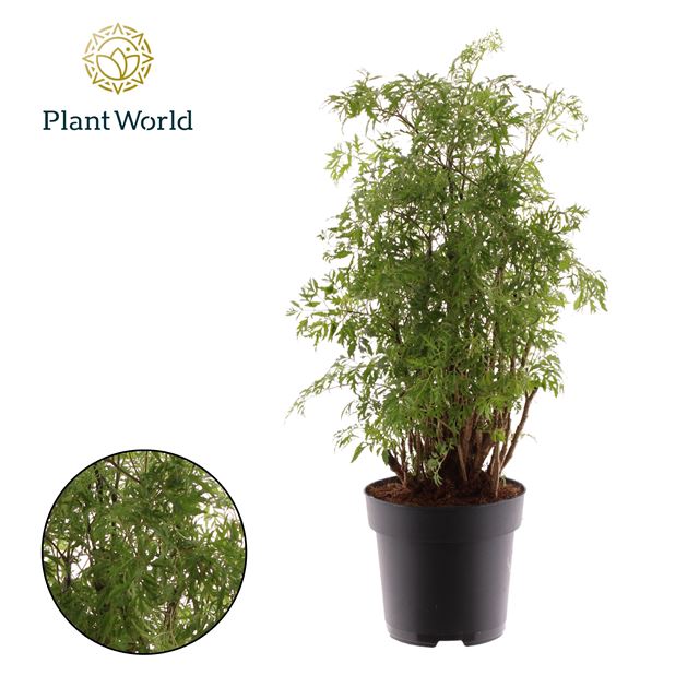 Picture of Polyscias hawaiiana ming branched