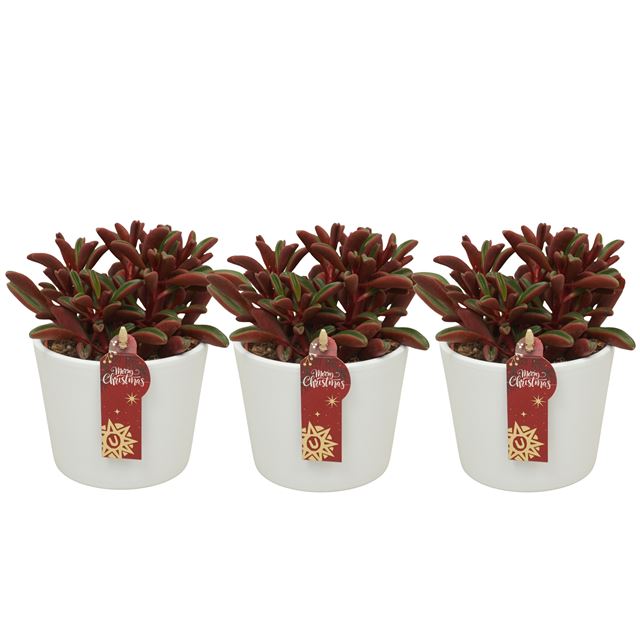 Picture of PEPEROMIA GRAVEOLENS IN XMAS CERAMIC WHITE