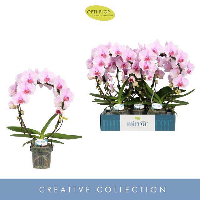 Picture of PHALAENOPSIS 02-STEM MIRROR MIRACLE TIANA 