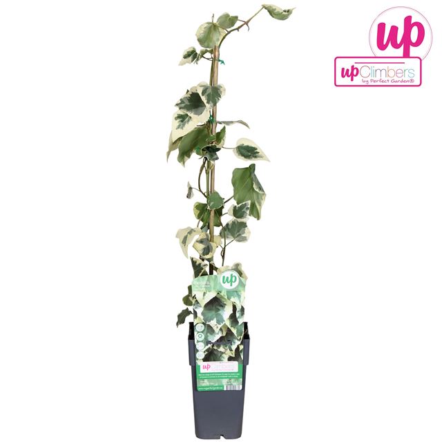 Picture of Hedera colchica dentata variegata