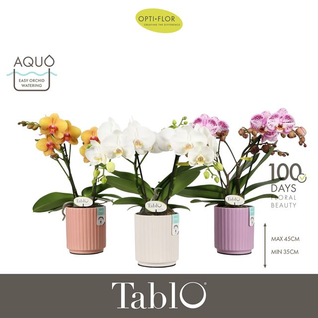 Picture of Phalaenopsis 02-stem tablo mix in ceramic