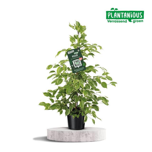 Picture of FICUS BENJAMINA GOLDEN KING