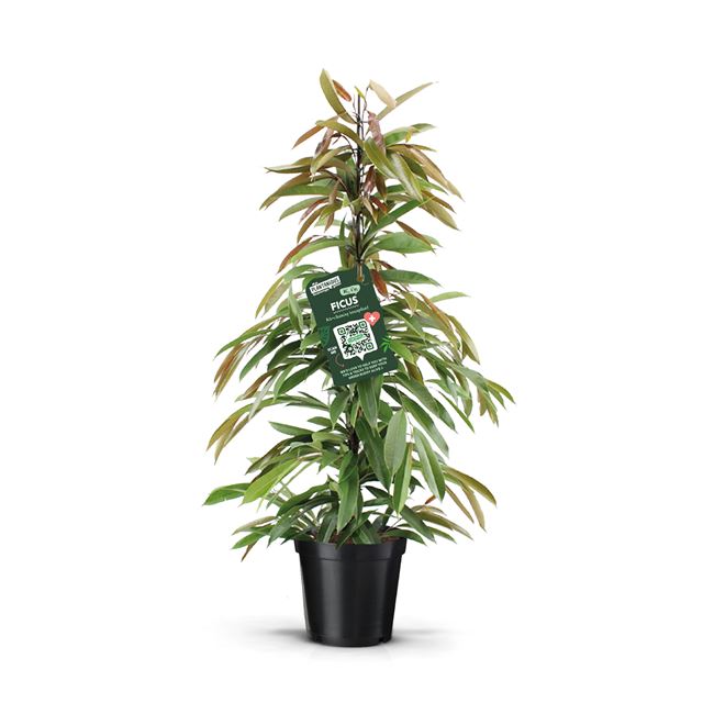 Picture of FICUS BINNENDIJKII AMSTEL KING