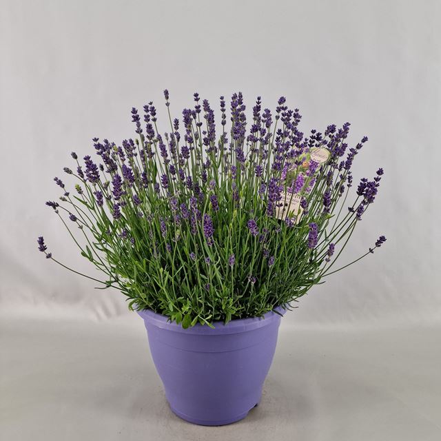Picture of LAVANDULA ANG. ESSENCE PURPLE