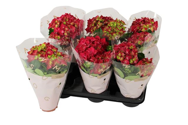 Picture of Hydrangea macrophylla 02+fl hot red