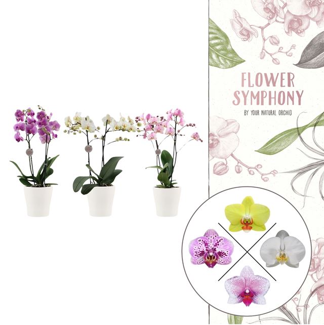 Picture of PHALAENOPSIS 02-STEM MIX FLOWER SYMPHONY IN CERAM