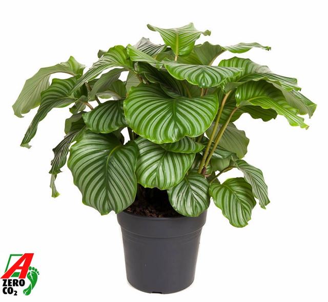 Picture of CALATHEA ORBIFOLIA