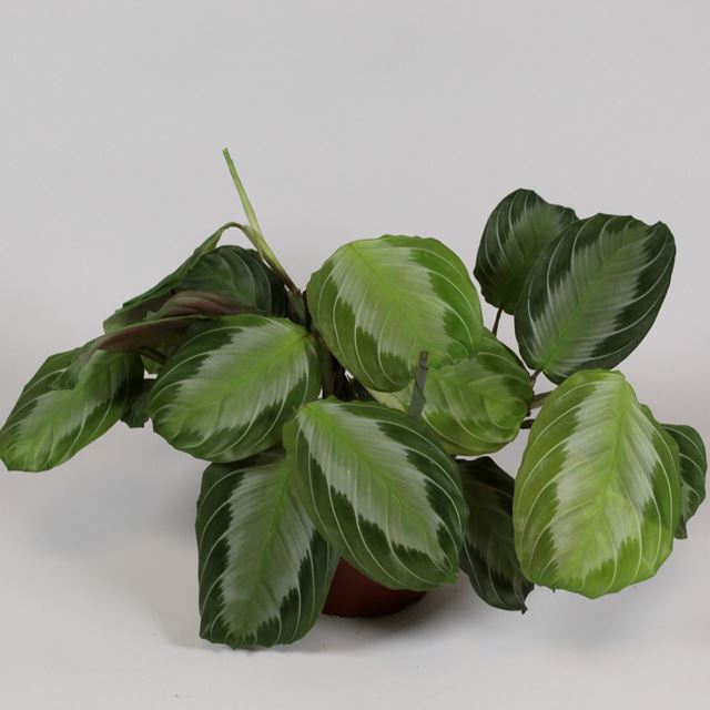 Picture of MARANTA LEUCONEURA FASCINATOR SILVER BAND