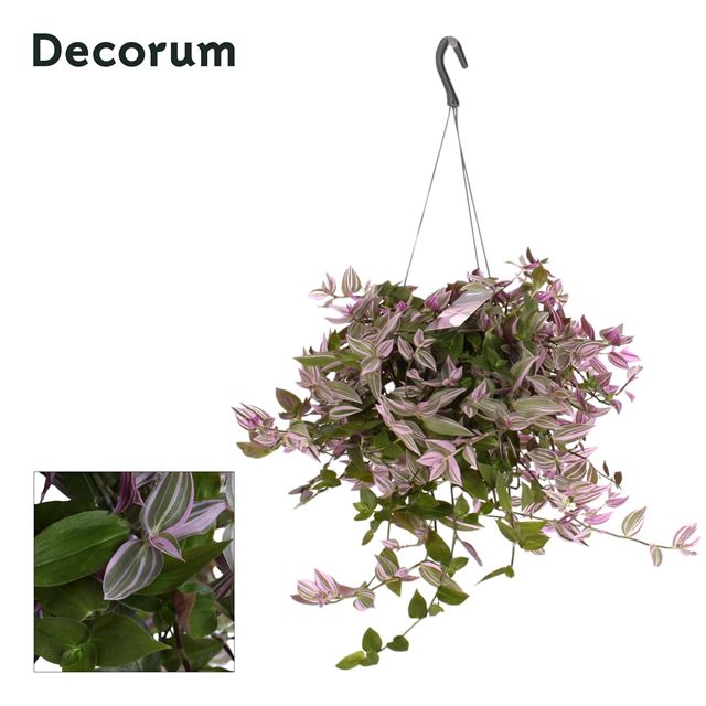 Picture of Tradescantia pink hill hanging basket