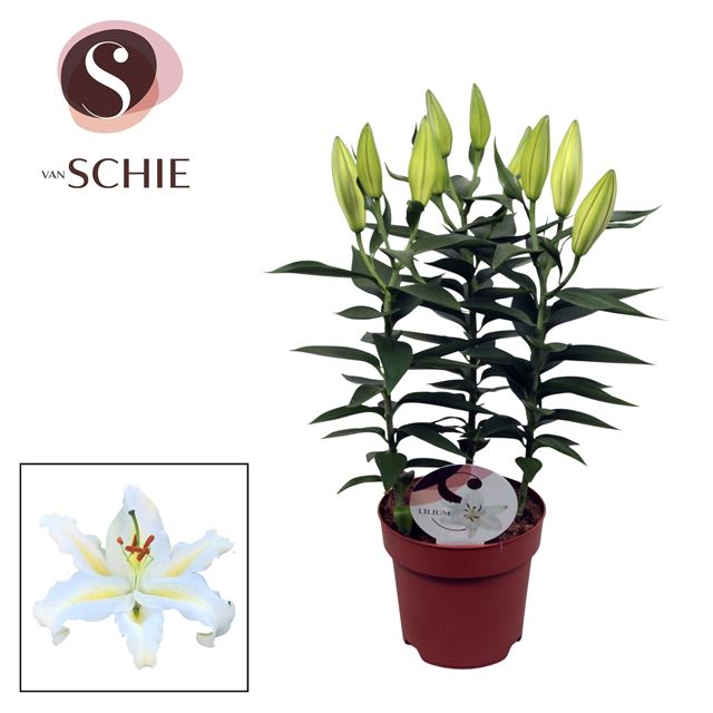 Picture of Lilium orientalis 03pp starlight white