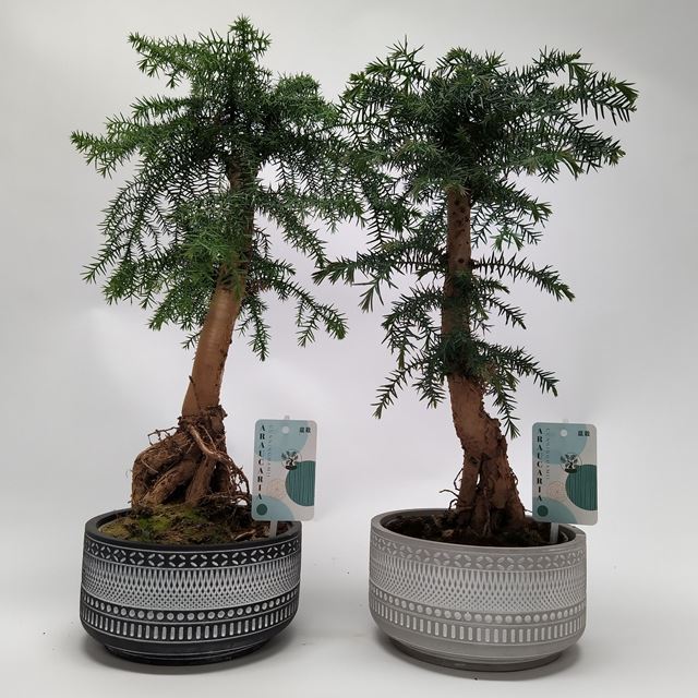 Picture of ARAUCARIA CUNNINGHAMII BONSAI IN CERAMIC