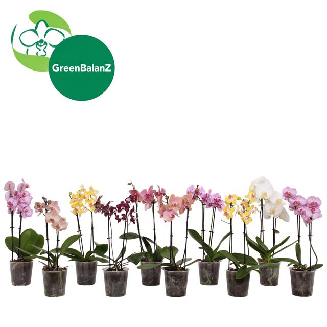 Picture of Phalaenopsis 02-stem kolibri mix