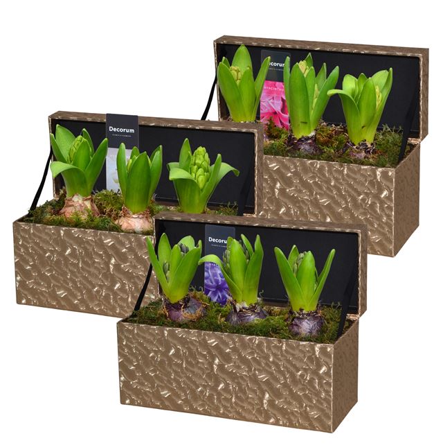 Picture of HYACINTHUS 03BULBS GOLDEN GIFTBOX SHINY&SPARL