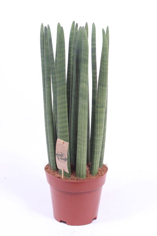 Picture of SANSEVIERIA CYLINDRICA STRAIGHT