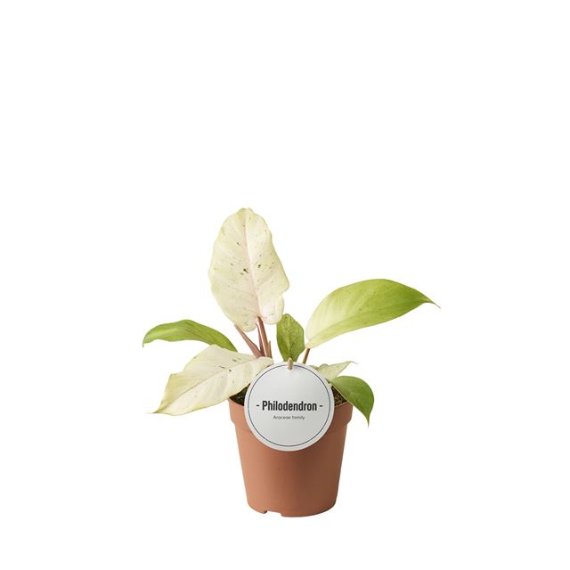 Picture of Philodendron snowdrift