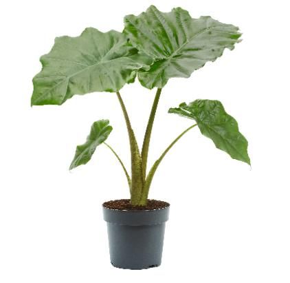 Picture of ALOCASIA PORTODORA
